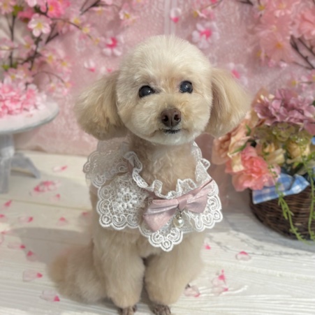 【星ヶ丘店】2026年3月9日のワンちゃん達♪