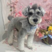 【星ヶ丘店】2026年3月12日のワンちゃん達♪