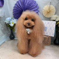 【本店】2026年3月16日のワンちゃん達♪