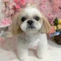 【星ヶ丘店】2026年3月13日のワンちゃん達♪