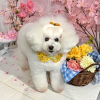 【星ヶ丘店】2026年3月14日のワンちゃん達♪