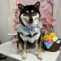 【星ヶ丘店】2026年3月15日のワンちゃん達♪