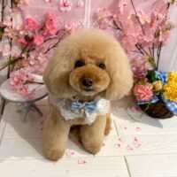 【星ヶ丘店】2026年3月16日のワンちゃん達♪