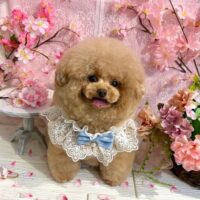 【星ヶ丘店】2026年3月19日のワンちゃん達♪