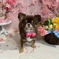 【星ヶ丘店】2026年3月20日のワンちゃん達♪