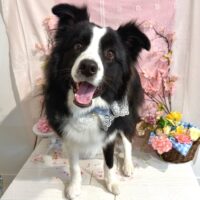 【星ヶ丘店】2026年3月21日のワンちゃん達♪