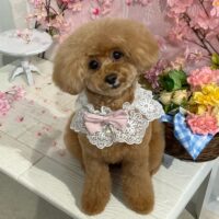 【星ヶ丘店】2026年3月22日のワンちゃん達♪