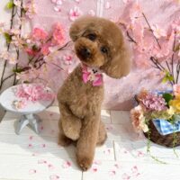 【星ヶ丘店】2026年3月23日のワンちゃん達♪