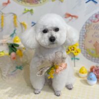 【星ヶ丘店】2025年3月26日のワンちゃん達♪