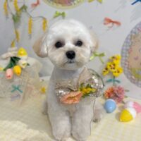 【星ヶ丘店】2026年3月27日のワンちゃん達♪