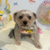 【星ヶ丘店】2026年3月28日のワンちゃん達♪