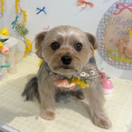 【星ヶ丘店】2026年3月28日のワンちゃん達♪