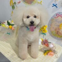 【星ヶ丘店】2026年3月29日のワンちゃん達♪