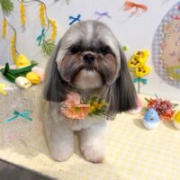 【星ヶ丘店】2026年3月30日のワンちゃん達♪