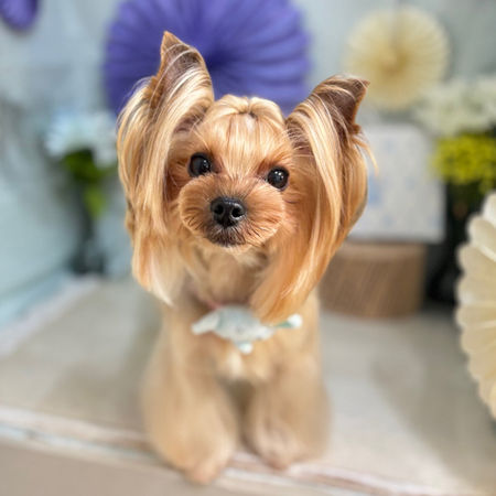 【本店】2026年3月22日のワンちゃん達♪