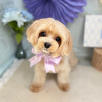 【本店】2026年3月23日のワンちゃん達♪