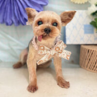 【本店】2026年3月5日のワンちゃん達♪