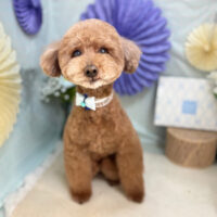 【本店】2026年3月7日のワンちゃん達♪