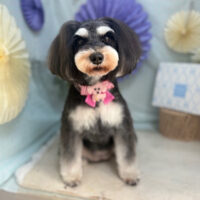 【本店】2026年3月14日のワンちゃん達♪