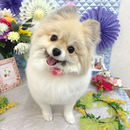 【池下店】2026年3月7日のワンちゃん達♪