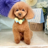 【本店】2026年3月26日のワンちゃん達♪