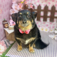 【本店】2026年3月28日のワンちゃん達♪