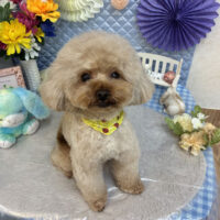 【池下店】2026年3月16日のワンちゃん達♪