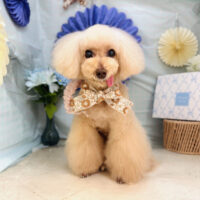 【本店】2026年3月20日のワンちゃん達♪