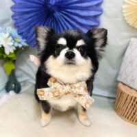 【本店】2026年3月27日のワンちゃん達♪