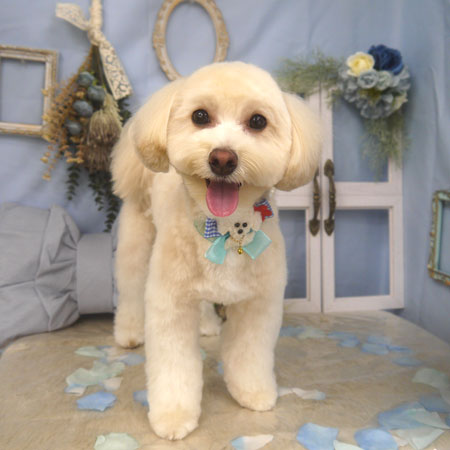 【山手店】2026年3月2日のワンちゃん達♪