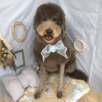 【山手店】2026年3月5日のワンちゃん達♪