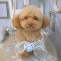 【山手店】2026年3月6日のワンちゃん達♪