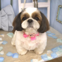 【山手店】2026年3月7日のワンちゃん達♪