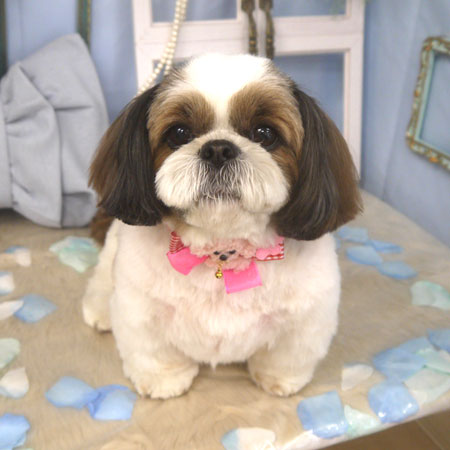 【山手店】2026年3月7日のワンちゃん達♪