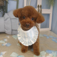 【山手店】2026年3月8日のワンちゃん達♪