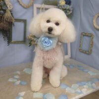 【山手店】2026年3月9日のワンちゃん達♪