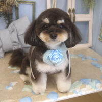 【山手店】2026年3月12日のワンちゃん達♪