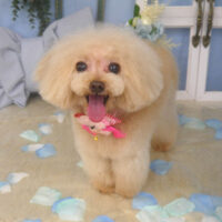 【山手店】2026年3月13日のワンちゃん達♪