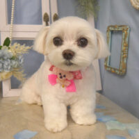 【山手店】2026年3月14日のワンちゃん達♪