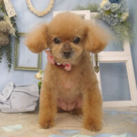 【山手店】2026年3月15日のワンちゃん達♪