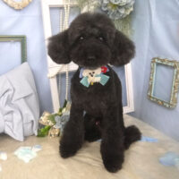 【山手店】2026年3月16日のワンちゃん達♪