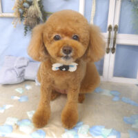 【山手店】2026年3月19日のワンちゃん達♪