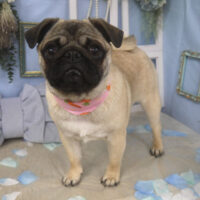 【山手店】2026年3月21日のワンちゃん達♪