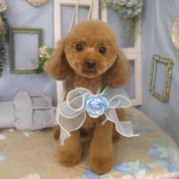 【山手店】2026年3月22日のワンちゃん達♪