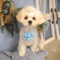 【山手店】2026年3月23日のワンちゃん達♪