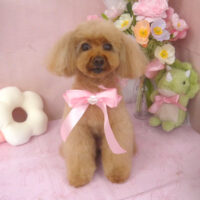 【山手店】2026年3月26日のワンちゃん達♪