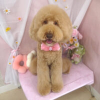 【山手店】2026年3月27日のワンちゃん達♪