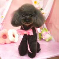 【山手店】2026年3月28日のワンちゃん達♪