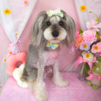 【山手店】2025年3月29日のワンちゃん達♪