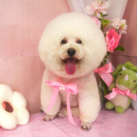 【山手店】2025年3月30日のワンちゃん達♪